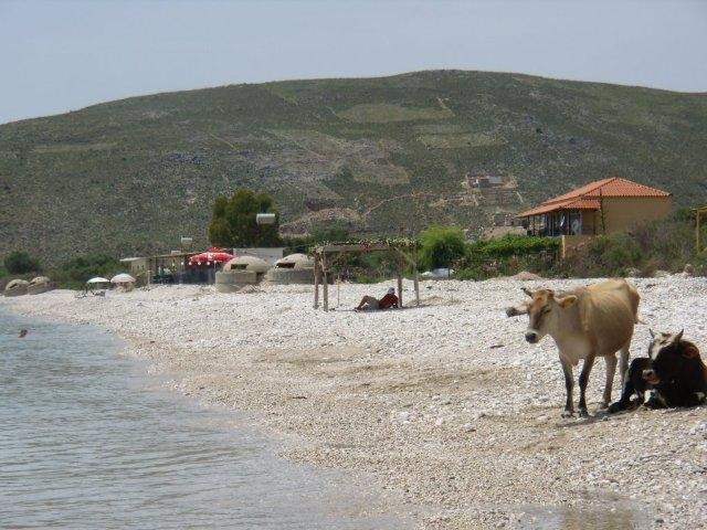 Albánie krávy